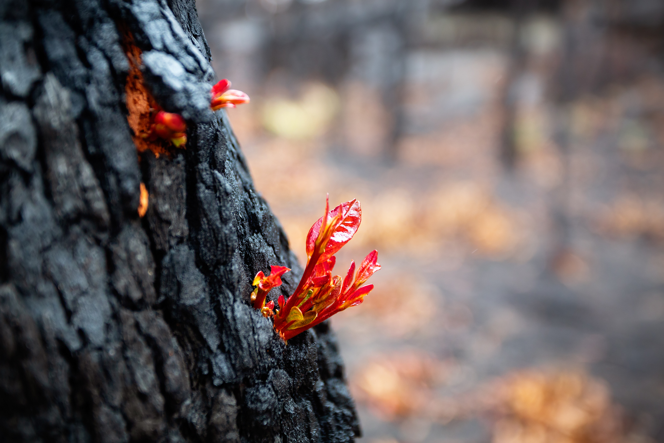 Funding open for Round 2 of Bushfire Recovery Grants Funding open for Round 2 of Bushfire Recovery Grants