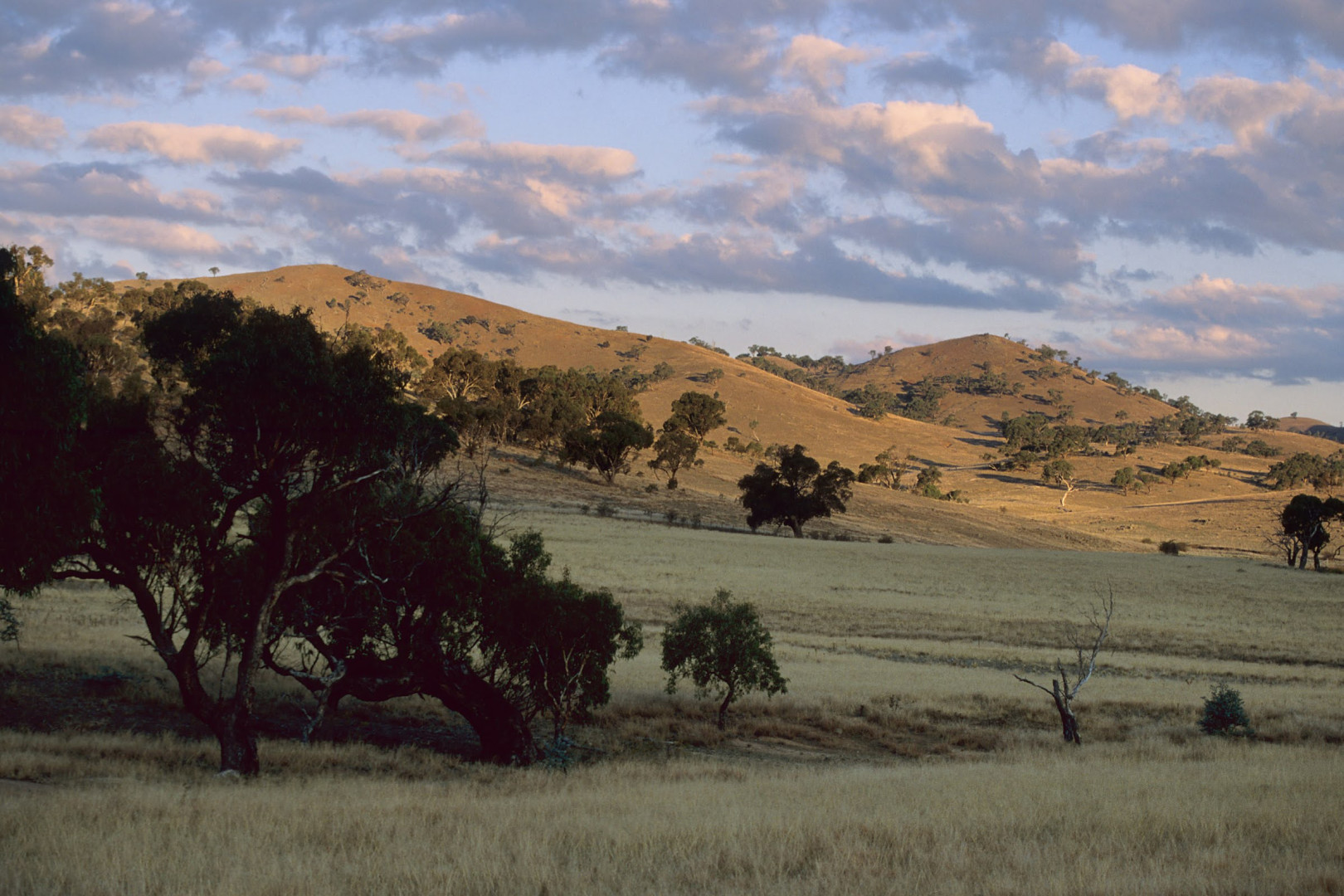 Australian landscape.